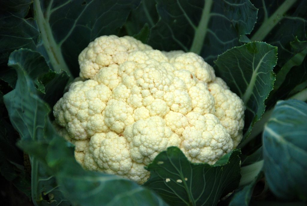 Cauliflower is one of the best foods for weight loss because of how low calorie it is
