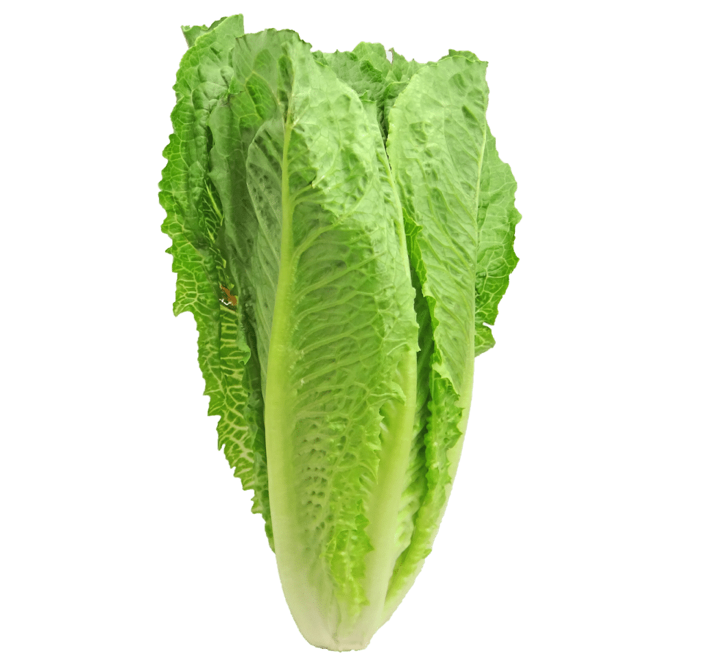 Romaine lettuce is one of the best foods for weight loss because it contains a single calorie per leaf